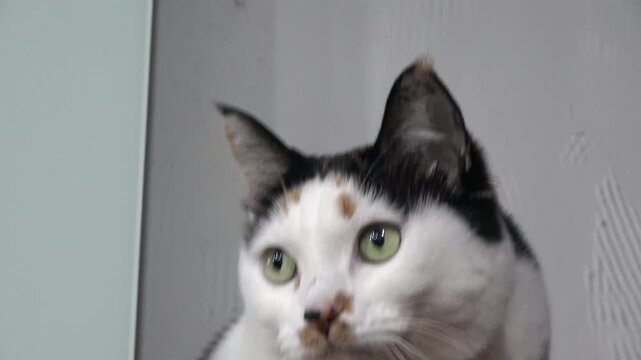 The cat is eye-tracking prey afar.