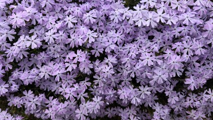 Fototapeta premium purple flowers background