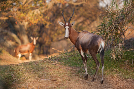 A blesbok or blesbuck (Damaliscus pygargus phillipsi) looks back as walking up a apth