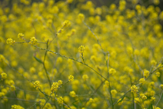 field of rape