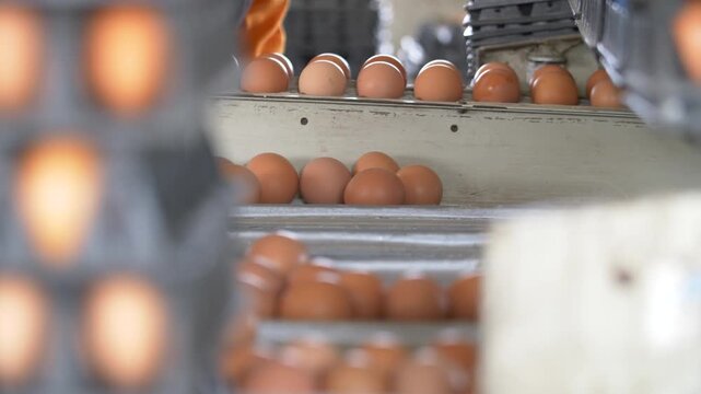 Fresh brown eggs moving along an automated conveyor belt system in a modern poultry facility. Industrial egg collection, agricultural technology, and commercial food production