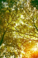Fototapeta premium Low angle view of lush green forest canopy with bright sun flare. Sunbeams shining through tree branches in summer woods. Nature background for ecology, environmental protection, and wellness concepts