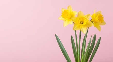 Fototapeta premium Three bright yellow daffodils with green leaves on a pink background flowers spring