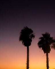Silhouetted palm trees stand against a smooth gradient sunset sky, fading from warm golden tones near the horizon to soft purple hues in the tranquil evening. © Aperezer