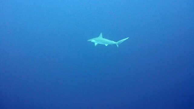 A single scalloped hammerhead shark swimming gracefully in the ocean of Yonaguni, Okinawa, Japan.