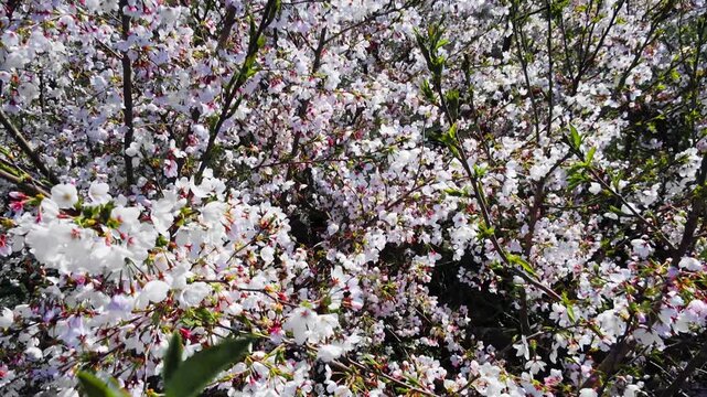 蜂の散歩　桜　