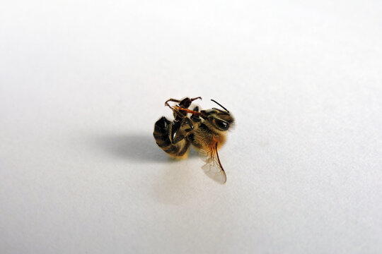 Macro shot of a honey bee with extended proboscis, dead bee anatomy on white background, high detail insect photography