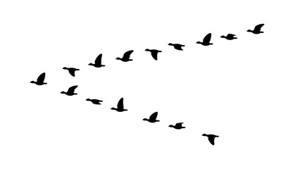 雁の群れのイラスト素材 © ふわぷか