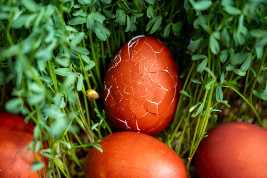 Cracked red Easter eggs in green grass macro, shallow depth of field and soft focus natural texture.