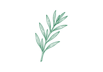 Fototapeta premium Tarragon Hand Drawn Illustration Vector by AZ for Books, Arts, Design and Decoration Graphic Asset