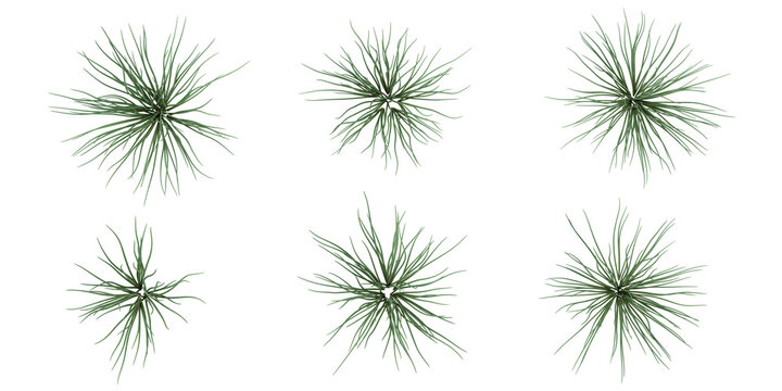 Collection of Allium plants on transparent background from the top view