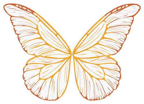 Elegant butterfly wings illustration in yellow and white with detailed venation for fantasy and decorative themes, wings design.