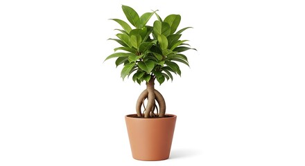 Fototapeta premium Potted ficus microcarpa bonsai tree isolated on white background
