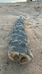 Morze czerwone, Egipt ت غالب,  © Maciej G. Szling