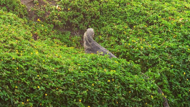 A giant monitor lizard eats its prey on the bank of a water canal near Bangkok.