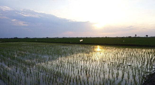 view of rice fields in the afternoon with a beautiful cloudy blue sky