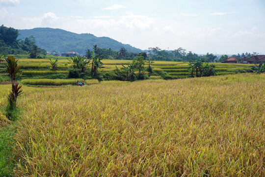 view of fertile rice fields with yellowing rice plants, lush hills and green trees, banana trees growing in the rice fields, a calm and beautiful tropical rural atmosphere                             