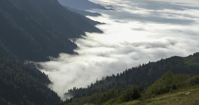 Time-lapse footage of a sea of fog moving in waves between trees in a forest.