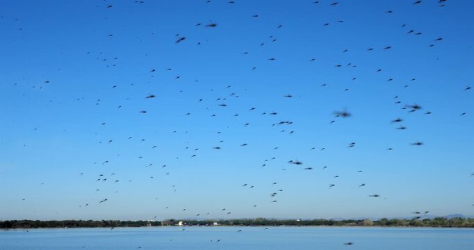 Mosquitoes against a blue sky, the Camargue, Southern France