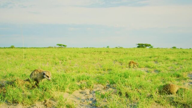 The meerkat (Suricata suricatta) or suricate is a small mongoose found in southern Africa. It is characterised by a broad head, large eyes, a pointed snout. 