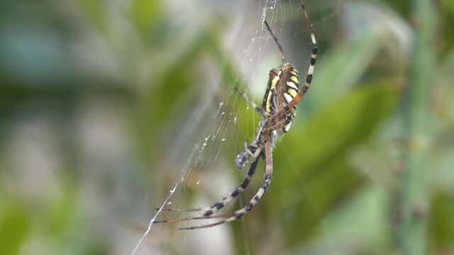 Close-Up footage of spider catching prey caught in its nets.