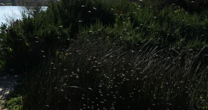 Mosquitoes in the Camargue, Southern France