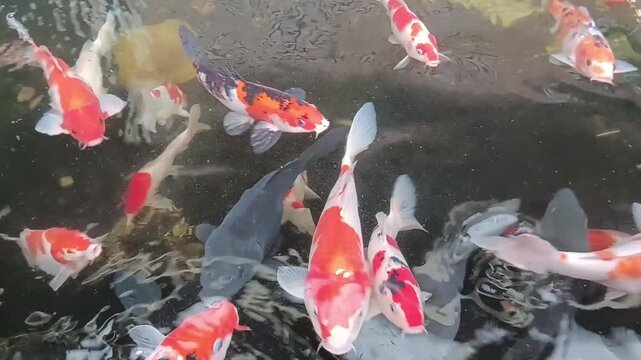 Brightly patterned koi swim in harmony, creating a calming and dynamic view.