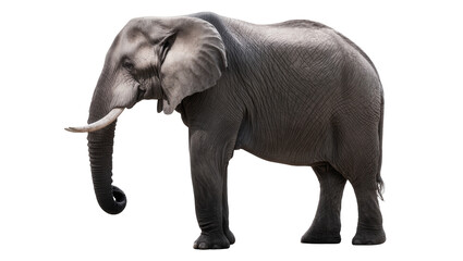 Fototapeta premium Gray African Elephant Standing with Large Ears and Long Trunk