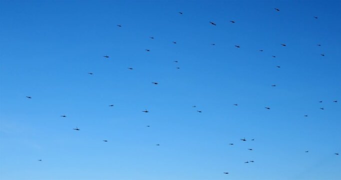 Mosquitoes against a blue sky, the Camargue, Southern France