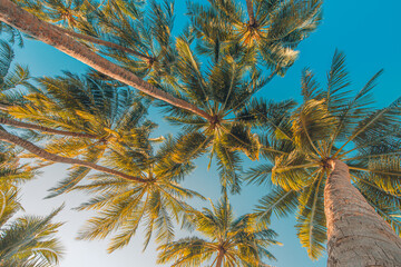 Gorgeous radiant palm tree canopy from below with mesmerizing tropical sky, luminous exotic nature wallpaper, breathtaking summer travel tourism background and captivating tranquil outdoor relaxation