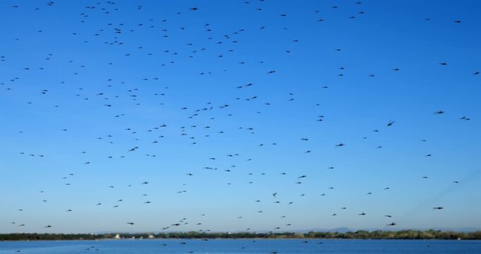 Mosquitoes against a blue sky, the Camargue, Southern France