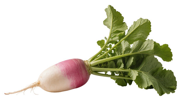 Pink Radish Root with Green Leaves and Small Rootlets