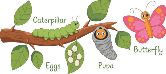 Butterfly life cycle, eggs caterpillar pupa butterfly, cartoon metamorphosis illustration, educational biology design, insect growth stages, kids learning science artwork © MdAbdus