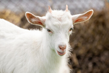 Obraz premium Young white baby goat close up on farm with blurred wire fence background cute domestic animal portrait in natural lighting