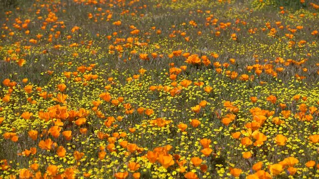 California Super Bloom Poppy and Goldfields Flowers in Antelope Valley Poppy Reserve USA