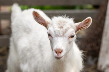 Fototapeta premium White baby goat close up on farm with wooden fence in background cute domestic animal portrait in natural lighting