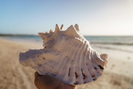 Pink conch shell resting on sandy beach at sunrise