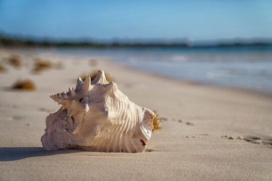 Pink conch shell resting on sandy beach at sunrise