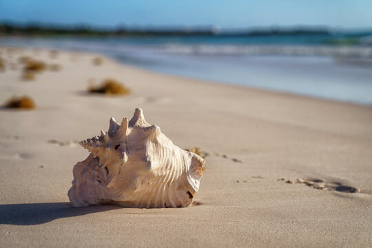 Pink conch shell resting on sandy beach at sunrise