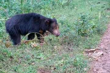 Obraz premium An Indian Sloth bear forging on berries and insects on the forest ground inside Bhadra Tiger Reserve during a wildlife safari