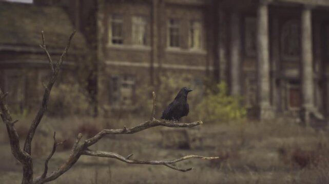 Black crow surveys reclaimed Slovenian courtyard, shrubs and grasses overtaking stone paths, textured branches, soft diffused light, contrast between life