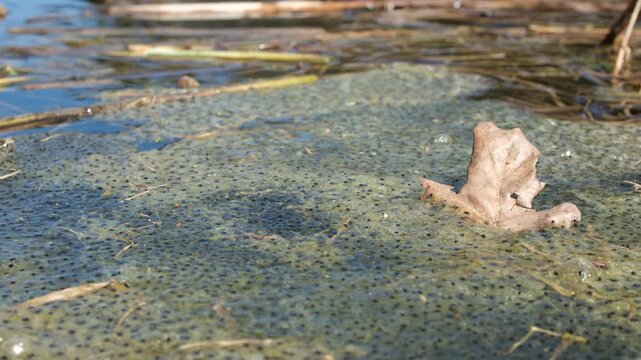 Frog spawn among reeds and organic matter on the water surface. Frog eggs in wetland. Instincts, natural selection, reproductive strategy.