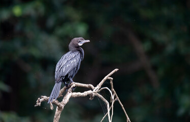 Fototapeta premium A little cormorant sitting on a tree branch in the backwaters of Bhadra Tiger Reserve during a wildlife safari