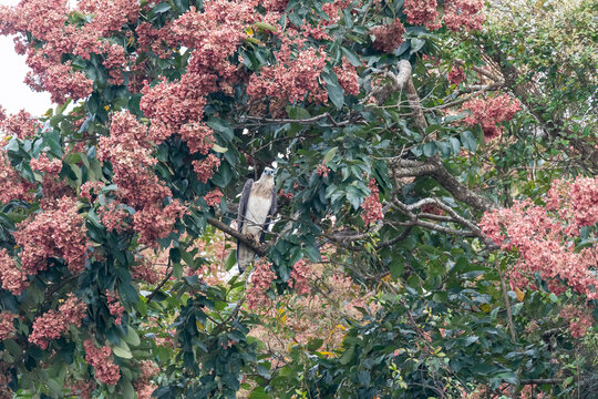 A white-bellied sea eagle perched on top of a tree in the backwaters of Bhadra Tiger Reserve during a boat safari