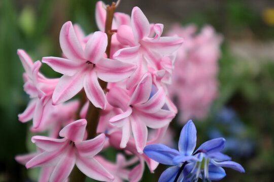Close-up of a pink hyacinth flower