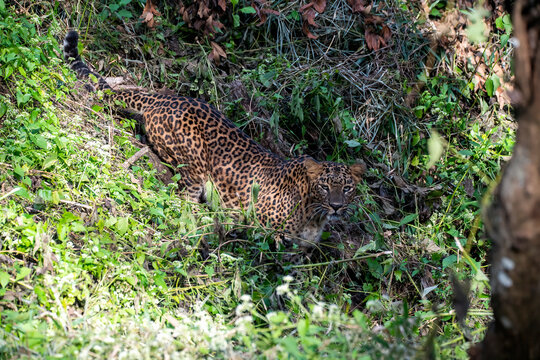 A female leopard walking in the bushes right next to the safari track inside Bhadra Tiger Reserve during a wildlife safari