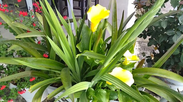 A bright yellow potted calla lily decorates the balcony and courtyard garden. A beautiful plant rises above the pot during flowering
