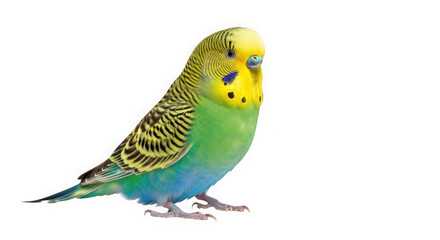 Fototapeta premium Green and yellow budgerigar with blue accents isolated on transparent background