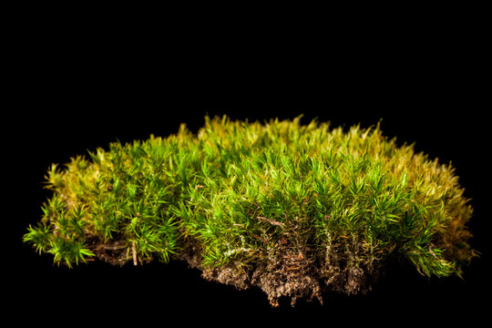 Green moss isolated on black background.