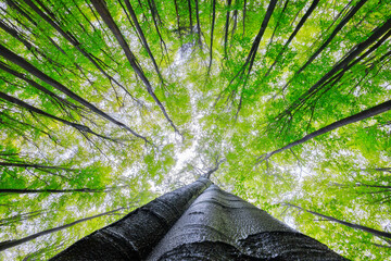 Looking up at fresh green forest canopy with tall trees in spring © Tom Pavlasek